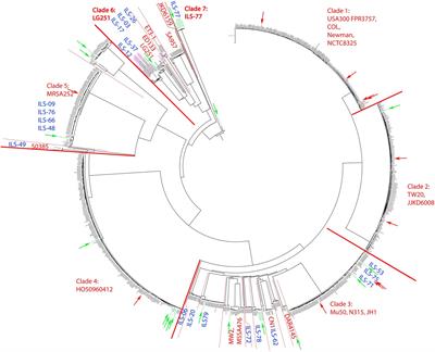 Comparative genomics of dairy-associated Staphylococcus aureus from selected sub-Saharan African regions reveals milk as reservoir for human-and animal-derived strains and identifies a putative animal-related clade with presumptive novel siderophore